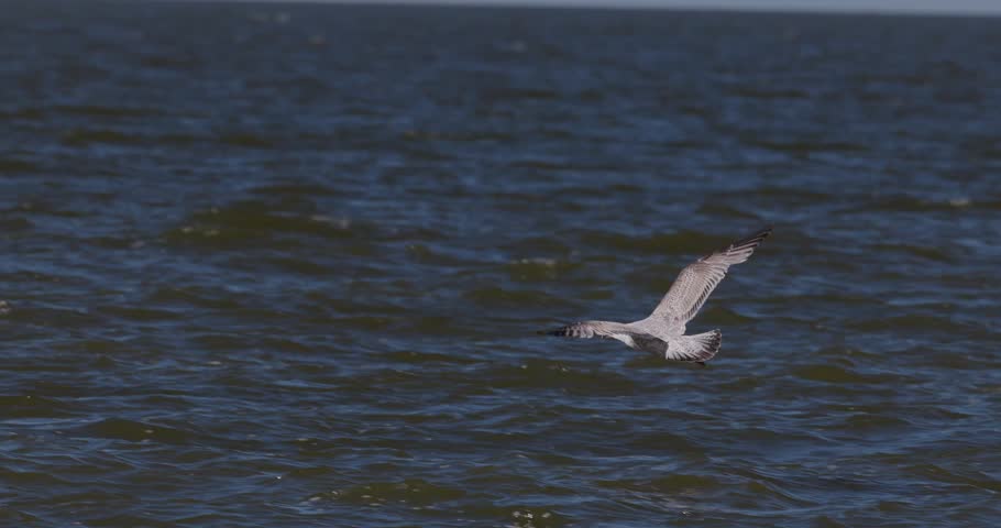 European herring gull flying low over water past sitting cormorant in Curonian Lagoon slow motion