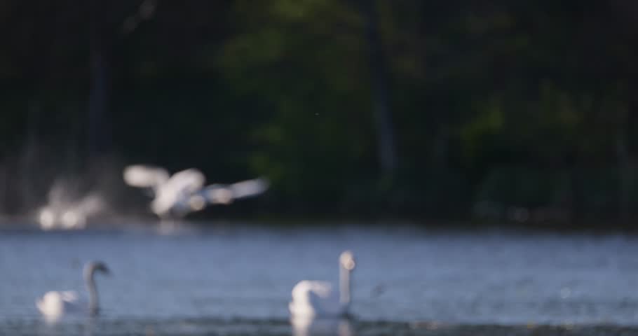 Stunning and majestic flight of three mute swans taking off over lake at sunset slow motion