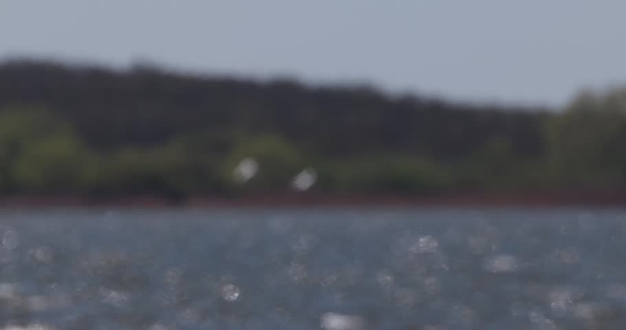 Wide shot of three white swans flying low over water from horizon towards camera in Curonian Lagoon, shot in slow motion
