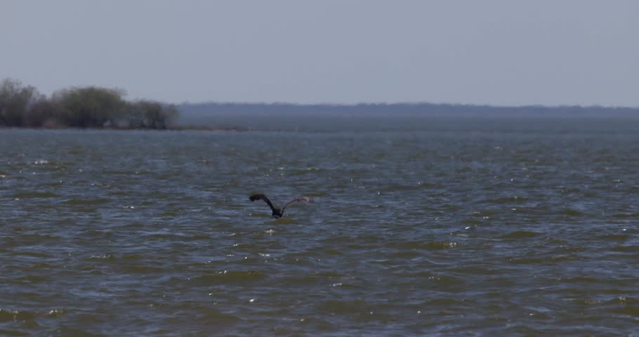 Great cormorant flying low over water surface and moving away from camera in slow motion, wild bird in skim flight over sea waves
