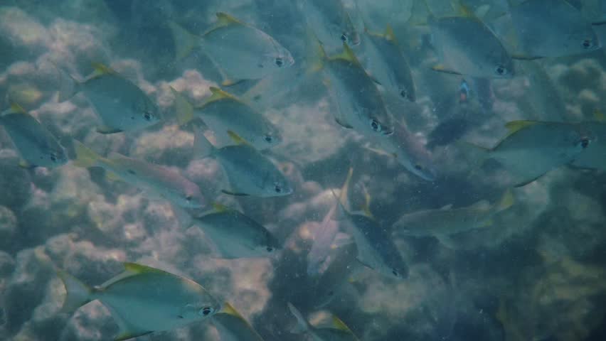 School of silver moonfish Monodactylus argenteus swimming over rocky coral reef, natural marine wildlife behavior in tropical ocean, underwater nature documentary.