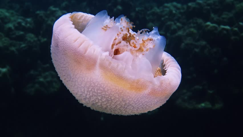 Jellyfish swimming through deep blue water, Catostylus mosaicus species, marine life behavior in natural habitat, coral reef background, nature documentary.