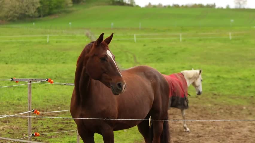 Two horses in a field, one wearing a horse blanket.