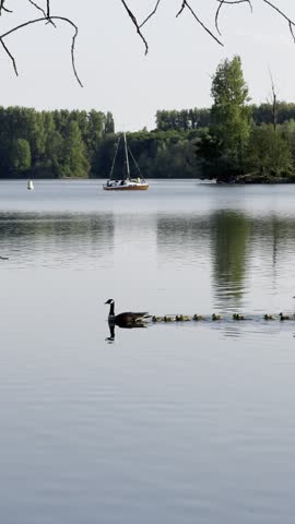 Peaceful lake surrounded by trees on a summer day.