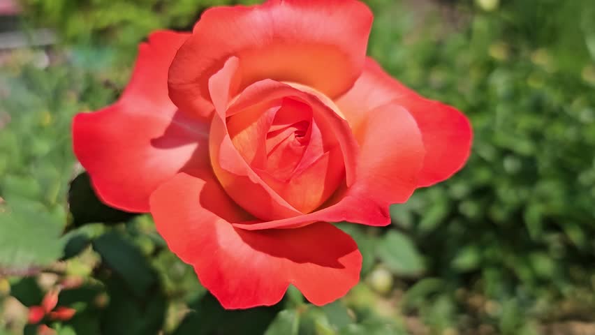 Orange rose flowers gently swaying in the spring breeze in a blooming garden. Vibrant orange rose petals moving naturally in soft sunlight with a peaceful floral atmosphere.