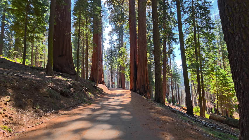 Sequoia Forest Trail Between Massive Tree Trunks, peaceful travel video frame with sunlit path and tall woodland canopy
