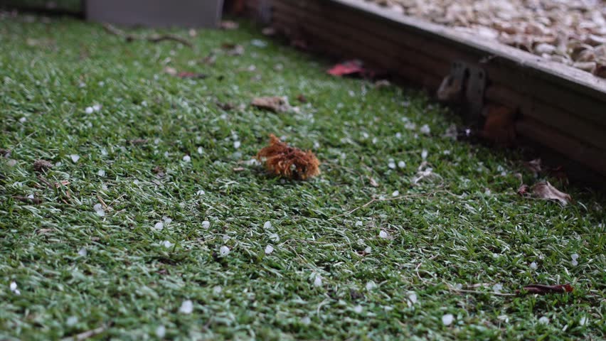 Close-up of hailstones falling and bouncing on green artificial grass during a spring storm