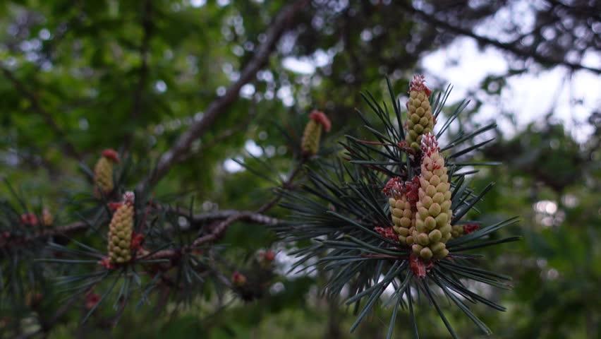Young pine cones swaying on tree branch in forest