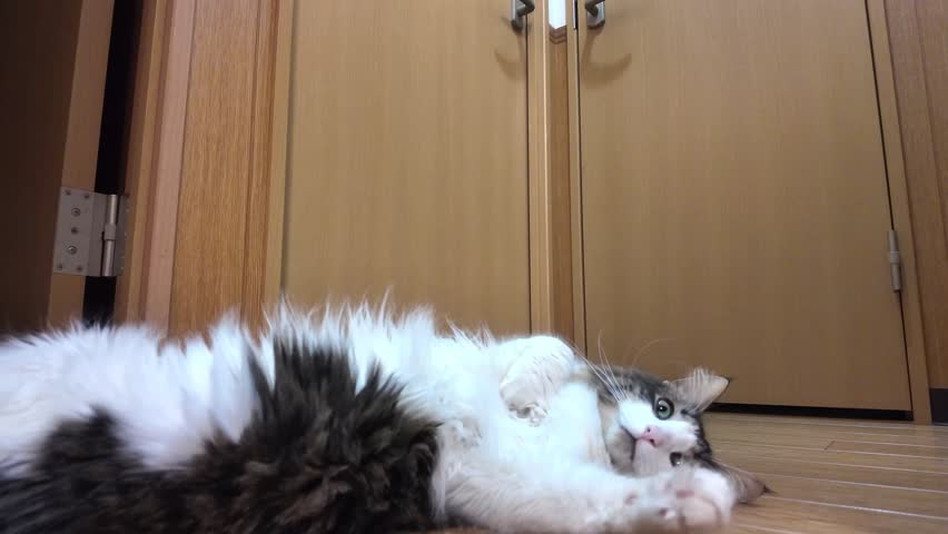 A cute and fluffy Norwegian Forest Cat relaxing and lying on a wooden floor indoors.