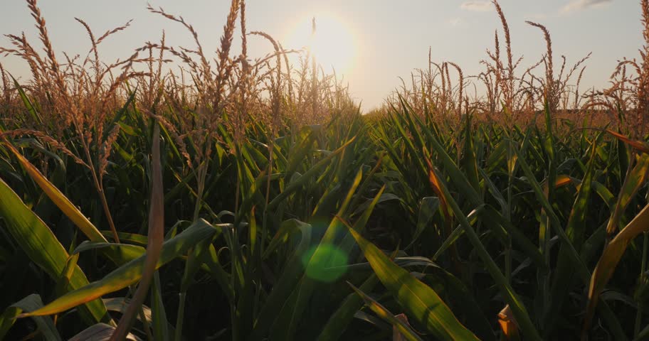 Cornfield at sunset, green stalks, golden hour, peaceful nature.