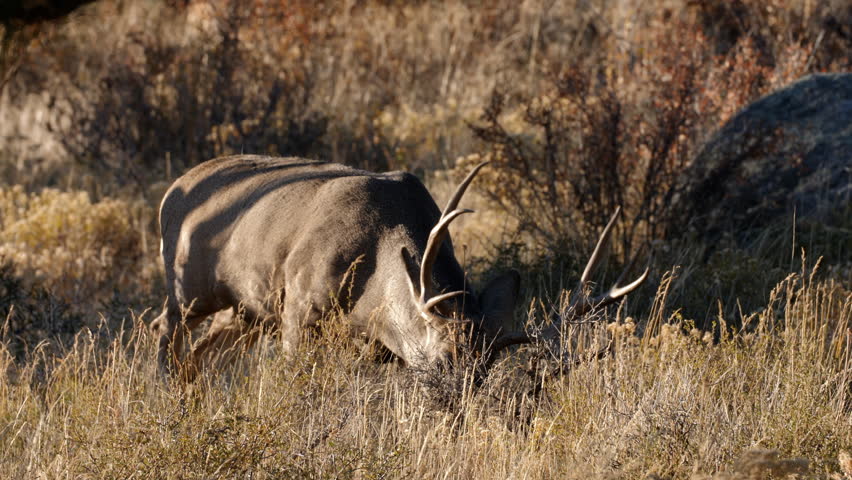 A herd of deer grazing in the Rocky Mountain National Park