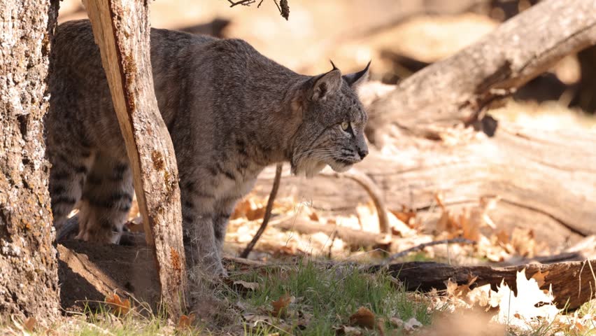 Wild Bobcat in Yosemite National Park in California