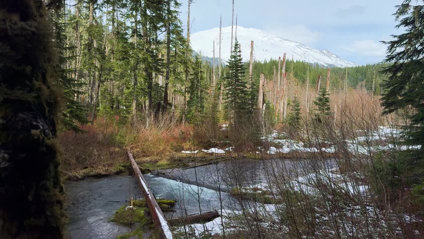 Mount St Helens Above Snowy Forest Stream in Washington Wilderness