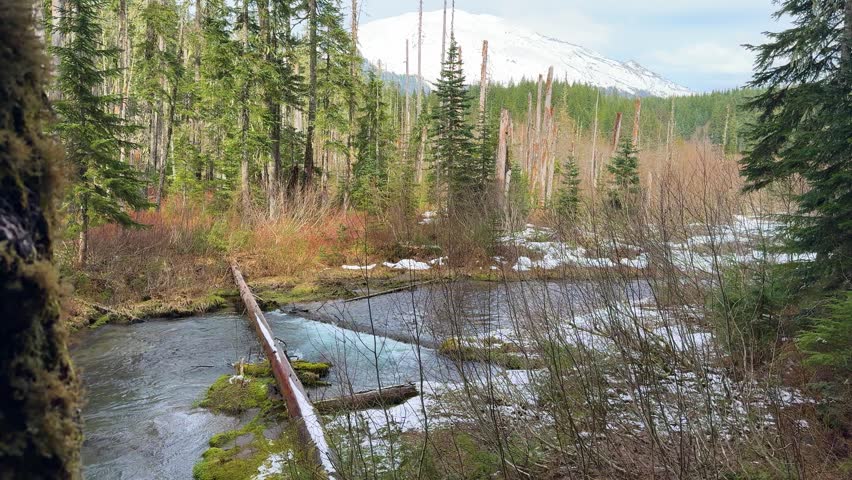 Spring Snow and Creek Beneath Mount St Helens in Washington Forest