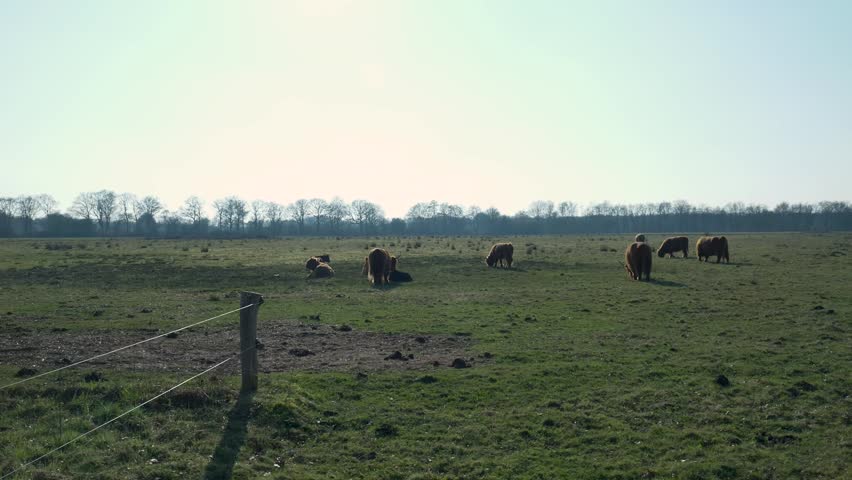 Highland cattle grazing on a vast green pasture