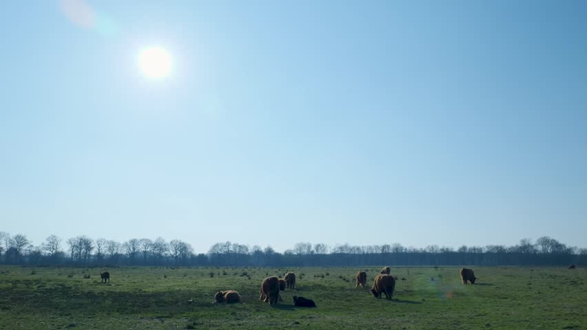 Highland cattle grazing peacefully in a sunny green pasture