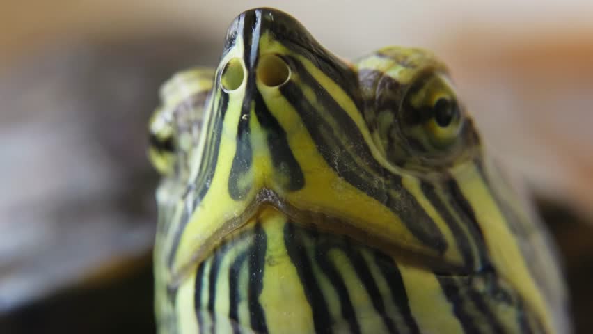 Macro Portrait of Freshwater Turtle Close Up.