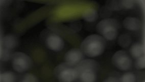 This premium 4K food footage features a tranquil macro close-up with a cinematic focus transition. The shot begins with a beautiful blur effect, slowly pulling into a sharp rack focus to reveal the intricate, glistening details of a pile of oiled black pitted olives and green leaves inside a white bowl. Captured at 120fps, the sequence remains perfectly static and quiet like an organic background once the focus settles. Ideal for luxury Mediterranean branding, elegant title intros, or minimalist culinary advertisements. - Powered by Shutterstock - Get 15% off with code: PIKWIZARD15