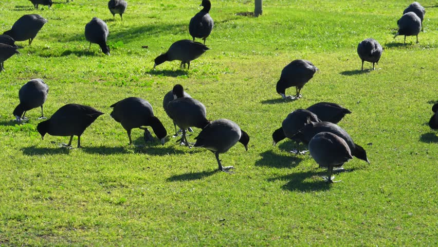 Fountain Park, American Coots (Fulica americana), also known as "mud hens". While they resemble ducks, they are actually members of the rail family (Rallidae), making them more closely related to cranes than to true ducks, Fountain Hills, Arizona.