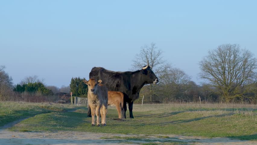 Mother cow protecting her young calves in a green field
