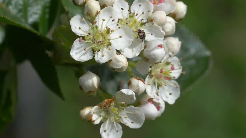 Varied Carpet Beetle on White Chokeberry Flower Cluster — Anthrenus Scrophulariae on Aronia Blossoms and Buds Close-up
