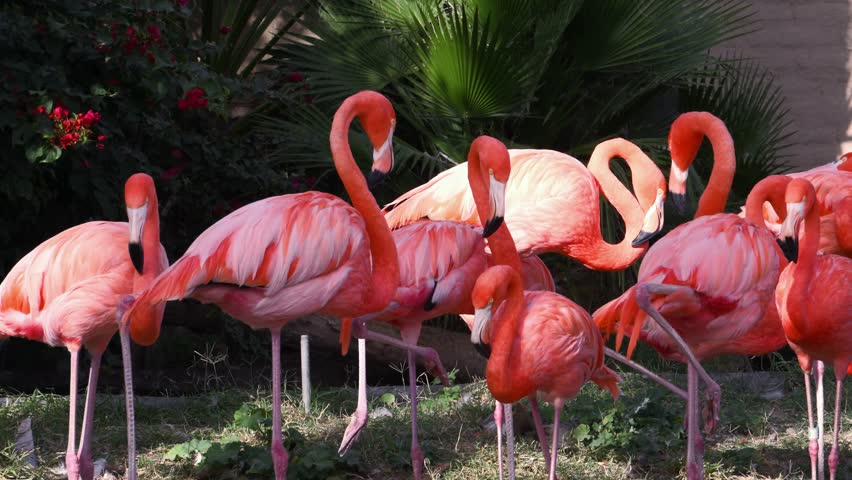 The American Flamingo, also known as the Caribbean flamingo (Phoenicopterus ruber), is a large, social wading bird native to tropical regions in the West Indies, South America, and the Galapagos Islands. They prefer shallow, muddy, salty lakes or lagoons where they use their long legs to stir up the bottom and their specialized beaks to filter food from the water.