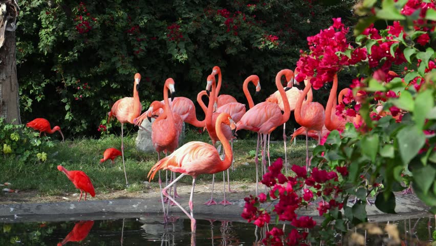 Scarlet Ibises (Eudocimus ruber) and American Flamingo, also known as the Caribbean flamingo (Phoenicopterus ruber), is a large, social wading bird native to tropical regions in the West Indies, South America, and the Galapagos Islands. They prefer shallow, muddy, salty lakes or lagoons where they use their long legs to stir up the bottom and their specialized beaks to filter food from the water.