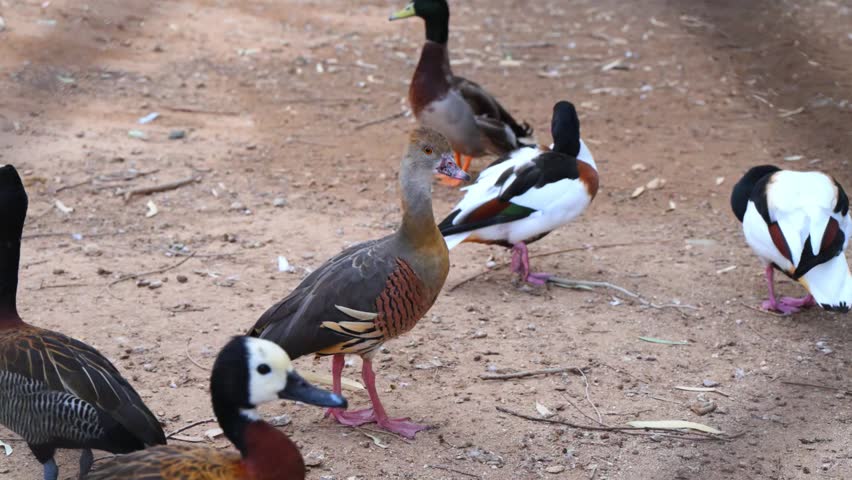 A Plumed Whistling Duck (Dendrocygna eytoni). These ducks are known for their distinct pinkish legs and bill, as well as the long, cream-colored plumes that protrude from their flanks. They are native to Australia, often found in large flocks around the edges of lakes, ponds, and dams. True to their name, they produce a whistling sound during flight.