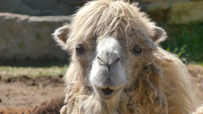 Portrait of a funny young camel
