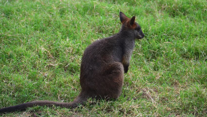 This creature is a Swamp Wallaby (Wallabia bicolor). This species is native to the eastern coast of Australia, ranging from Cape York in Queensland down through New South Wales and Victoria to southeastern South Australia.
