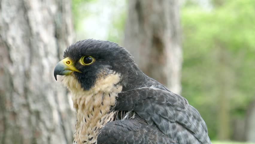 Peregrine falcon blinking eyes and turns head to look at camera