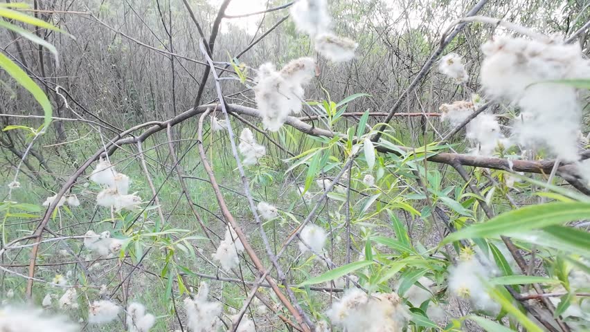 Zoom out wild willow tree blooming with white fluffy seeds