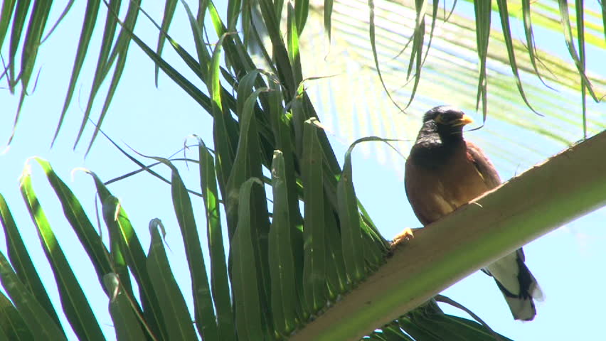Close up shot of tropical bird chirping from palm tree.