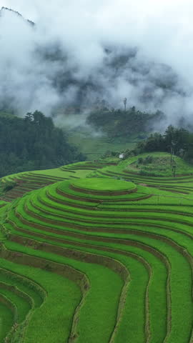 Rice terraces in Mu cang chai, Vietnam. Beautiful landscape in Vietnam. Vertical
