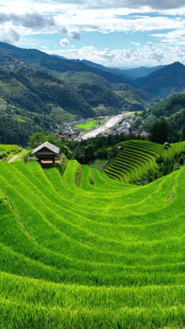 Rice terraces in Mu cang chai, Vietnam. Beautiful landscape in Vietnam. Vertical