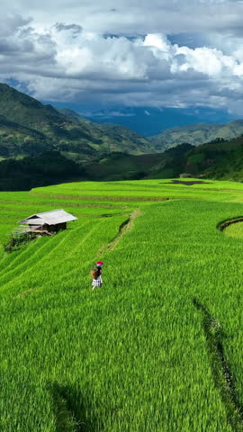 Hmong ethnic minority women walking on rice terraces in Mu Cang Chai, Yen Bai, Vietnam. Vertical.