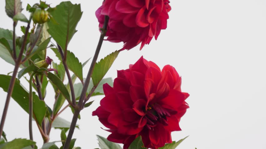 Vibrant Red Dahlia Flower in Full Bloom Against Overcast White Sky