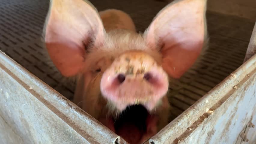 Funny pig snout in pigpen.