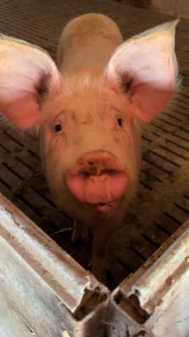 Funny pig snout, vertical video.