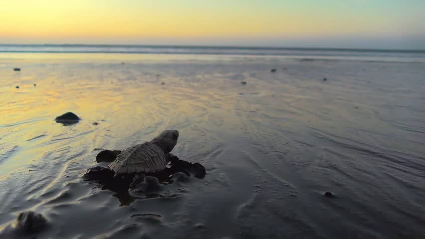 Baby Sea Turtle Hatchling Crawling Towards The Ocean On Sand Beach At Sunset