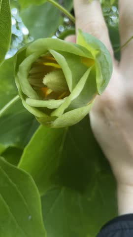 Hand Holding a Tulip Tree Blossom with Water Slowly Dripping in Golden Evening Light Close Up Nature Scene