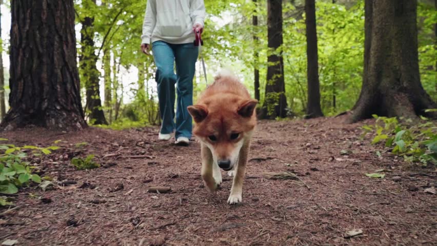 Forest path lined with tall trees. Dog walks ahead, curious, alert, sniffing ground. Person walks behind, relaxed, casual, holding leash. Natural daylight filters through green leaves