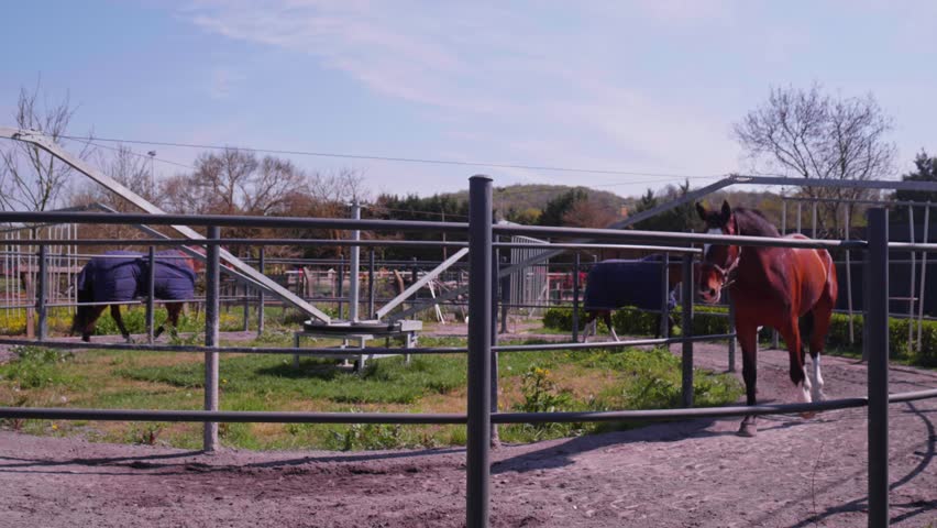 Racehorses Warming Up Inside Automatic Rotating Walker Platform