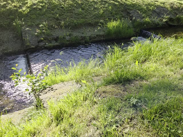 a river in the park 