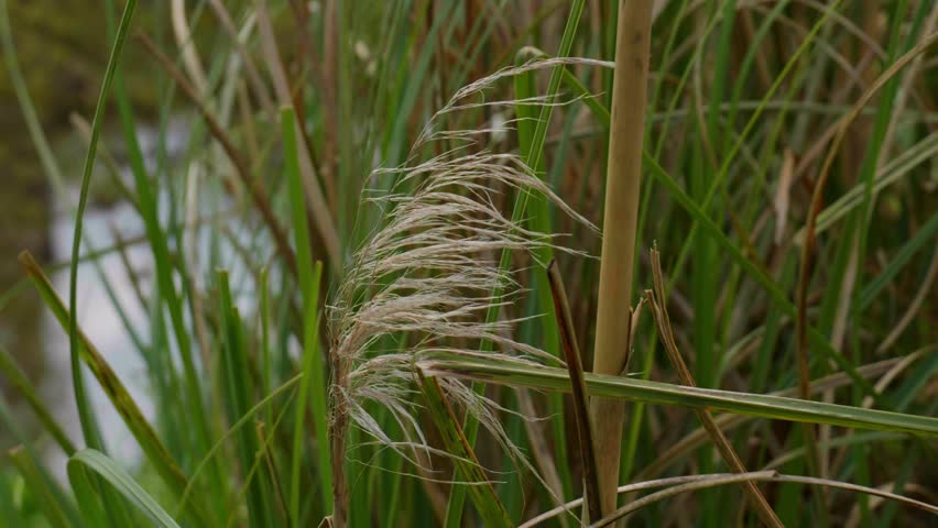 Close Up of Reeds and Wetland Vegetation in Natural Environment