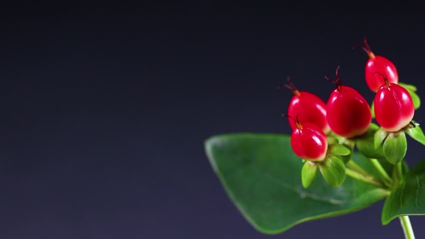 Red berries of hypericum rotating against a black background