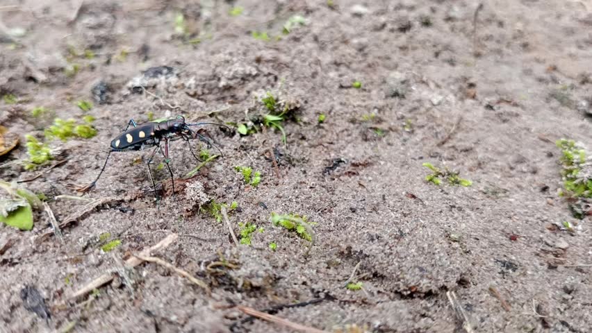 Cicindela aurulenta, common name blue spotted or golden-spotted tiger beetle