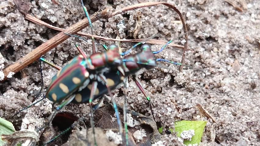 Cicindela aurulenta, common name blue spotted or golden-spotted tiger beetle is mating, the characteristics of the male are that the tiger is rather small with a straight line on its bright brown back while the female has a dark blue stripe and a larger body than the male.