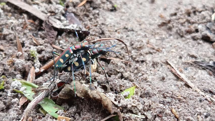 Cicindela aurulenta, common name blue spotted or golden-spotted tiger beetle is mating, the characteristics of the male are that the tiger is rather small with a straight line on its bright brown back while the female has a dark blue stripe and a larger body than the male.