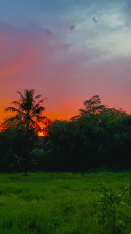 A portrait view of the orange sunset with the silhouettes of coconut palm trees and meadow.